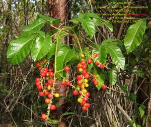 Christmas Berry - Allophylus cominia var. caymanesis, Family: SAPINDACEAE, Cayman Islands endemic.Photo: Ann Stafford, Grand Cayman, Jan. 12, 2007.