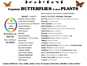 Cayman Islands Butterflies and their Plants, with Cayman common name as well as scientific name. 