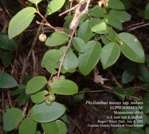 Phyllanthus nutans fr. R. Wreck Tr. 4Jul02 AS