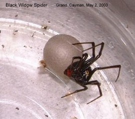 Black Widow spider, egg sac Latroectus May2-03_10.