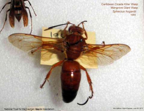 Cicada Killer Wasp Aug5,1938 Jun26-12 AS