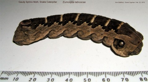 Eumorpha labruscae larva Feb.22-10 AS