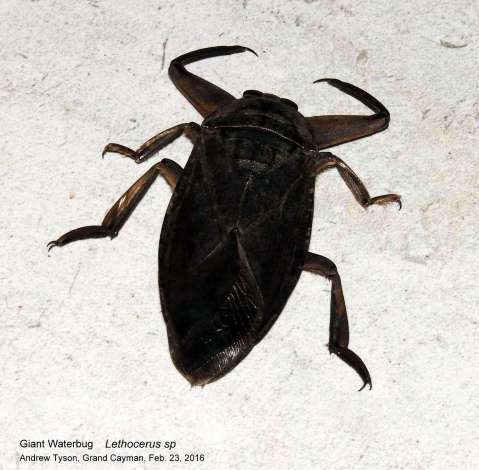 Lethocerus Giant water bug Feb.23-16 A.Tyson t