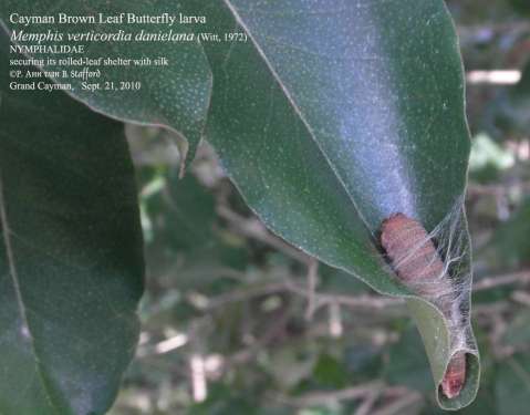 Memphis larva Sep21-10 AS