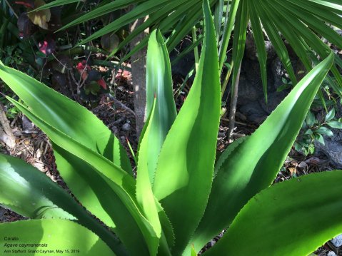Agave caymanensis Corato May 15-19