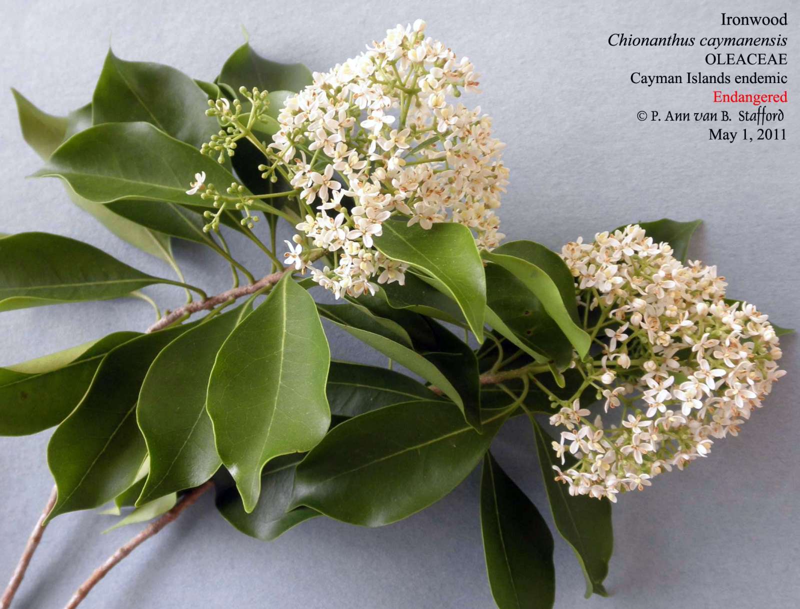 Chionanthus cay fls May1-11_AS cr