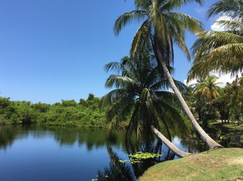 Coconut Botanic Park lake Jul16-17