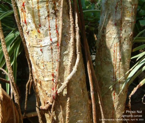 Jatropha curcas Bleeding Tree 10 mins later Apr.18-03 LB