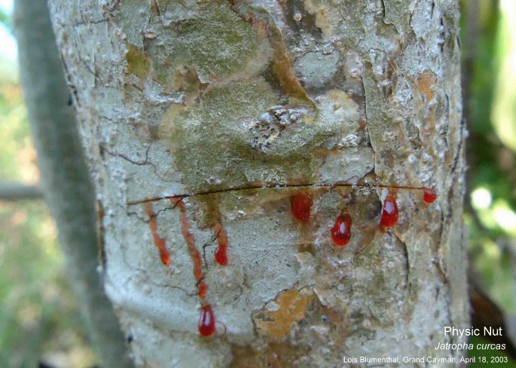 Jatropha curcas Bleeding tree Good Friday Apr.18-03 LB