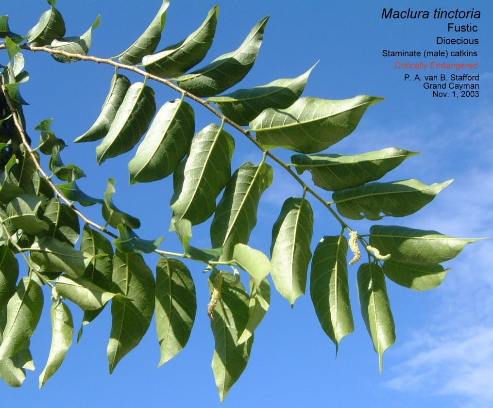 Maclura tinctoria - staminate, Nov1-03 AS