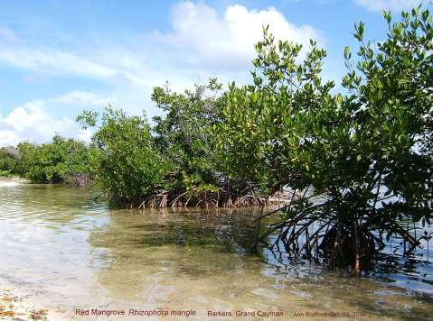 Red Mangrove Oct22-06 AS