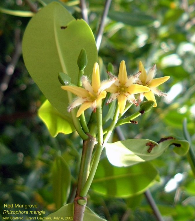 Rhizophora mangle fl Jul.4-02