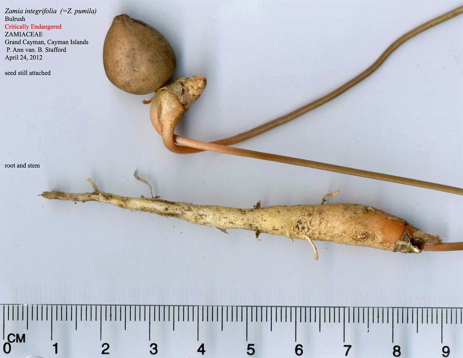 Zamia seed, root, stem Apr24-12_600 AS