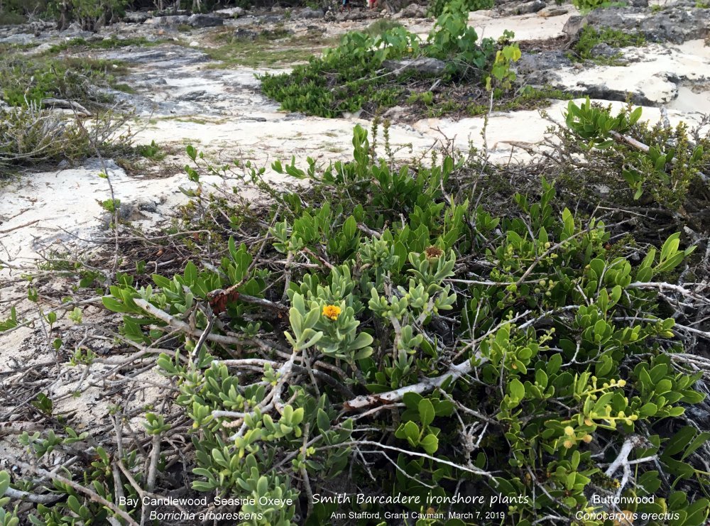 Borrichia arborescens fl Cove Mar.7-19 AS