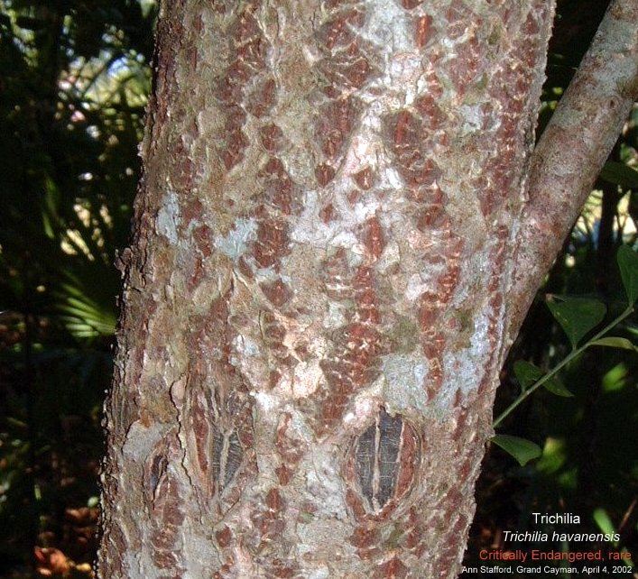Trichilia havanensis bark Apr.4-02