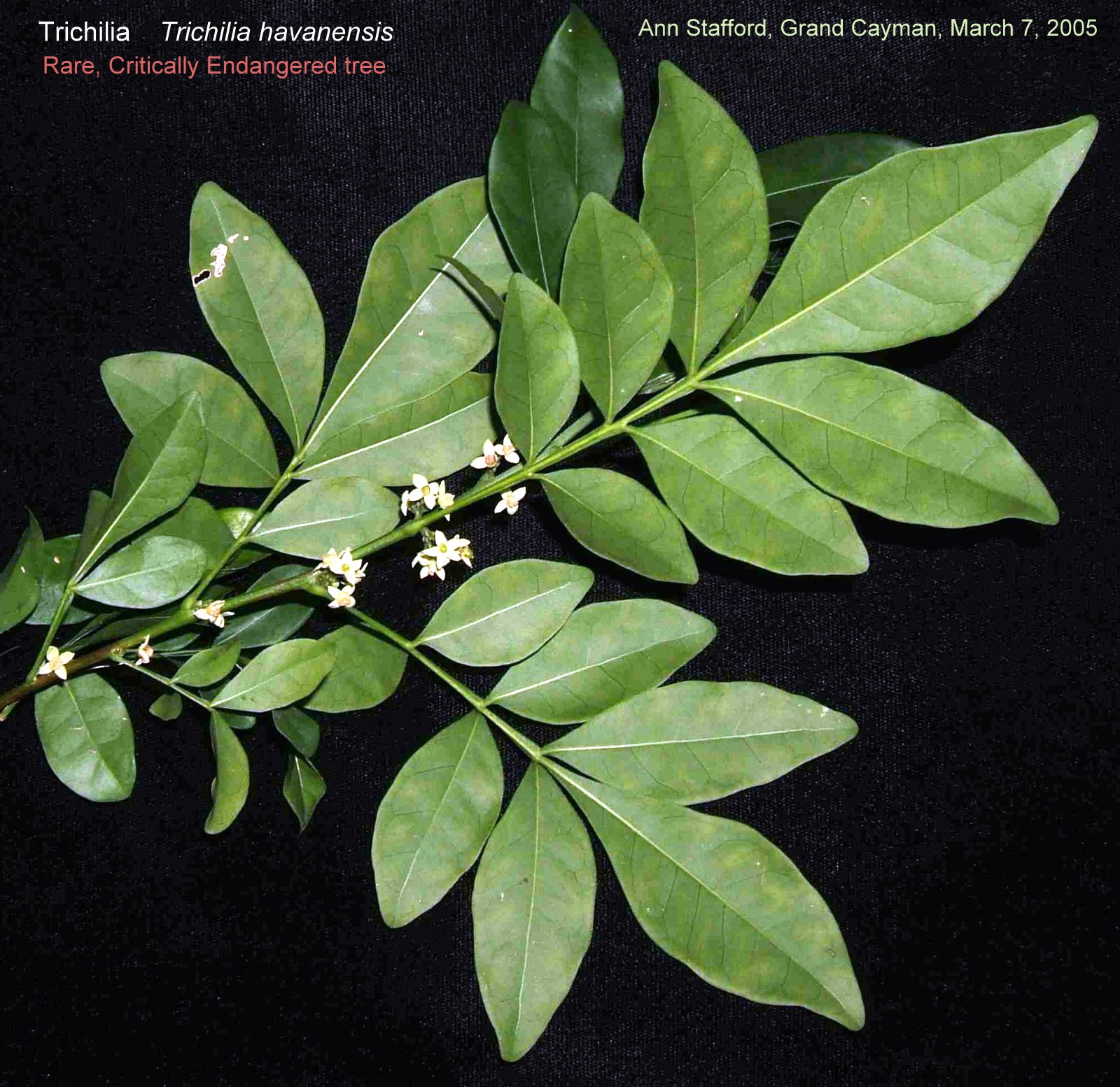 Trichilia havanensis fls Mar.7-05 AS